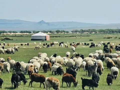 A large flock of sheep and goats grazing near a ger on the steppe