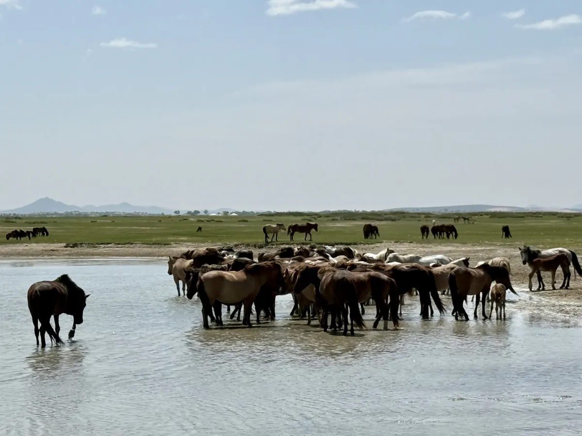 A herd of horses standing in a shallow river on the Mongolian steppe